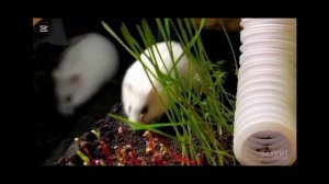 slivki shov стёпа забеременела