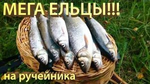 Рыбалка на ельца. МЕГА ЕЛЬЦЫ!!! Подбор мушки на водоеме. Ловим ручейником ELC CADDIS.