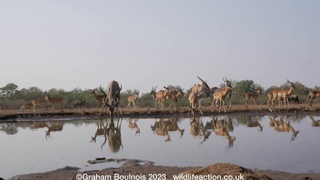 A busy waterhole in Botswana смотреть онлайн
