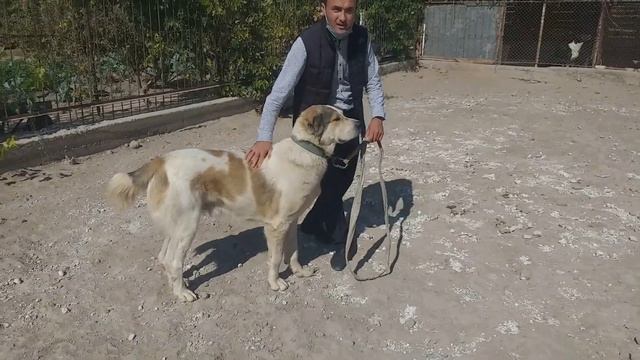 В гостях у Ыхтияра сыновья Байсара!Город Туркменабат . смотреть онлайн