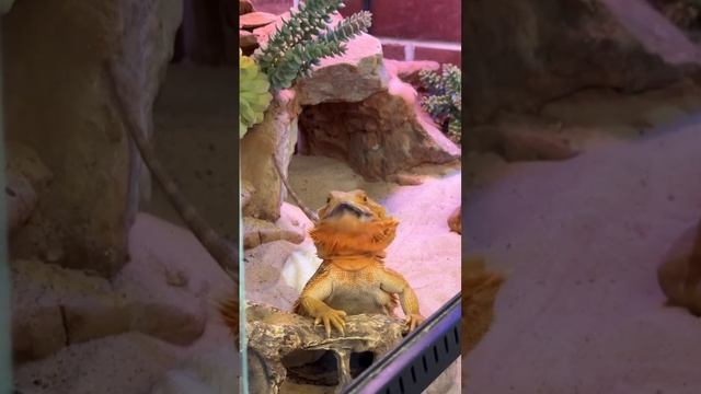 Когда готовишь на большую семью 😍 смотреть онлайн