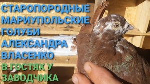 🔥🔥🔥 Старопородные мариупольские голуби Александра Власенко. В гостях у заводчика.