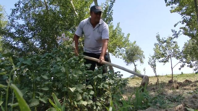 Картошкапарвари Шахристон смотреть онлайн