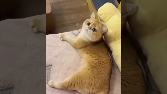 ! Двач @dvachannel @rand2ch @ru2ch_ban(9).mp4 смотреть онлайн