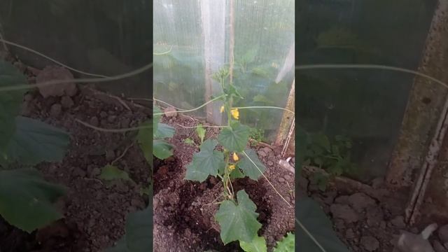 Фузариоз? увядание огурца! смотреть онлайн