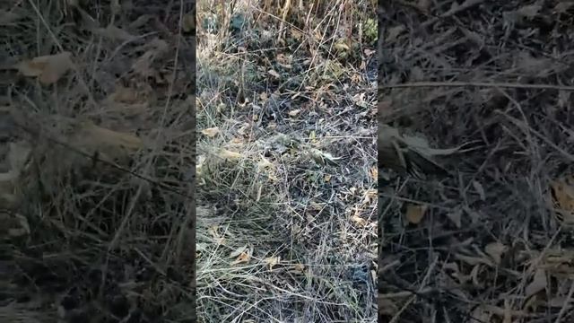 Осенняя ловля певчих птиц смотреть онлайн