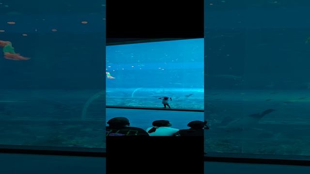 Парк развлечений/VinWonders/Океанариум/Шоу русалок смотреть онлайн