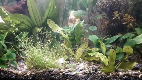 Запускаем аквариум на 400 литров