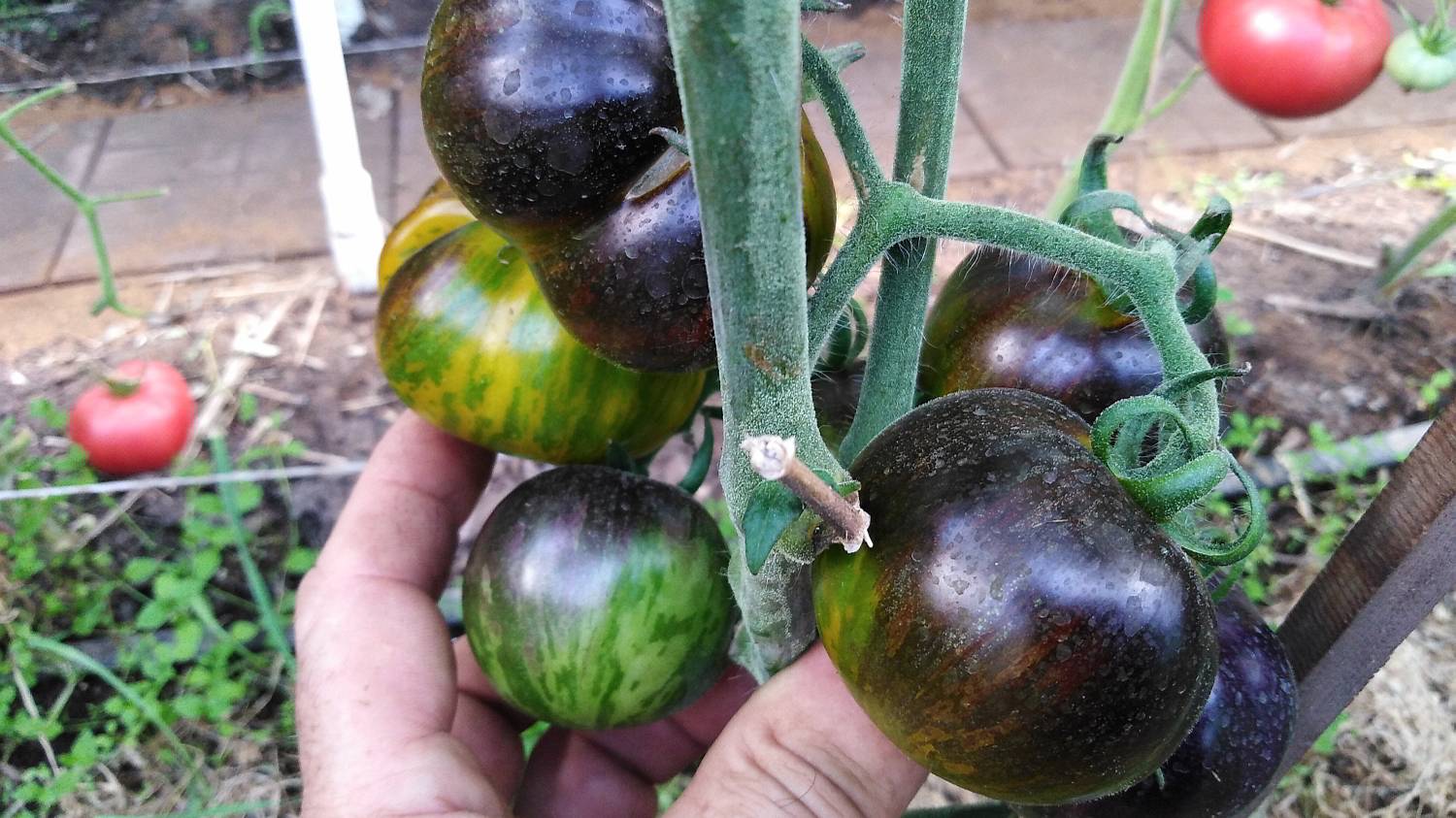 Томат Криптонит (Kryptonite)