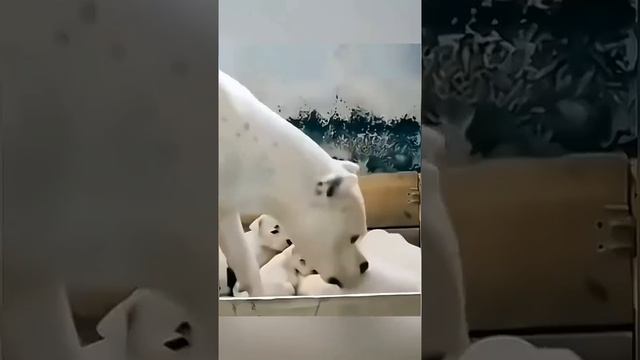 #Собаки #Dogs #Animalfun #смешныесобаки#веселье #животные #кошки #смешныеживотные смотреть онлайн