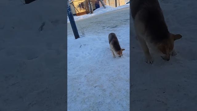 Бездомные собаки тоже хотят кушать. Накорми бездомыша! Не проходи мимо! смотреть онлайн