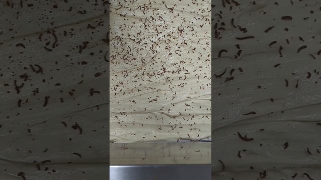 Shaving chocolate on Tiramisú 🍫 ASMR смотреть онлайн