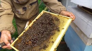 Однорамочные отводки через 96 дней. Сколько принесли меда. Как развились. Видео от 26 июля.