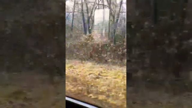 Осень22г#новыепесни #2022#лучшиепесни#олюбви#дорога#красотавокруг #новаямузыка#игорькибирев#laif смотреть онлайн