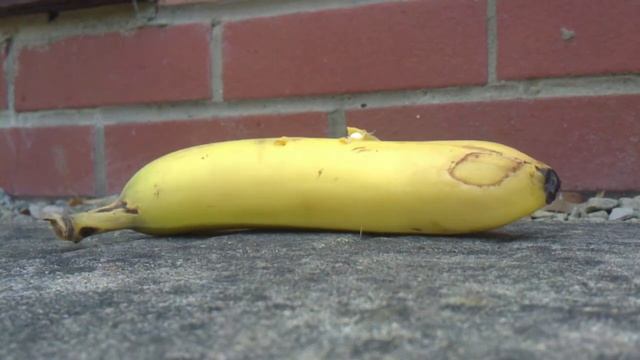 shooting a banana with a beretta 92 FS bb gun смотреть онлайн