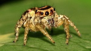 Интересные факты о пауках!