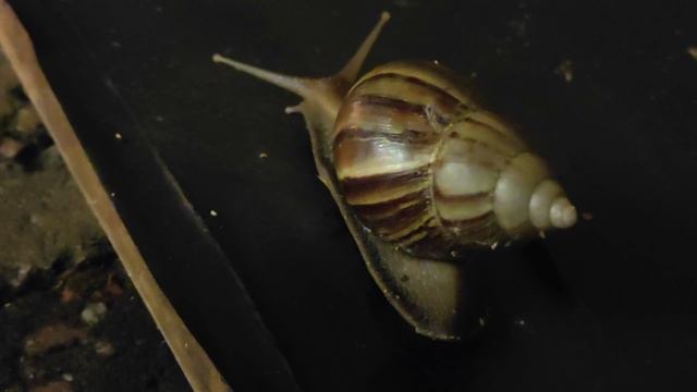 snail смотреть онлайн