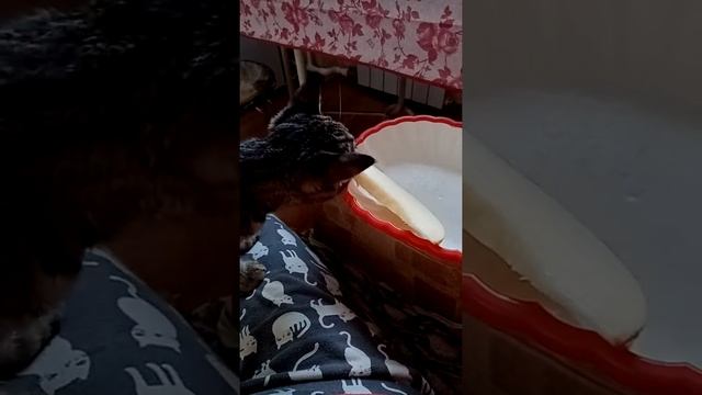Кошка ест дыню смотреть онлайн
