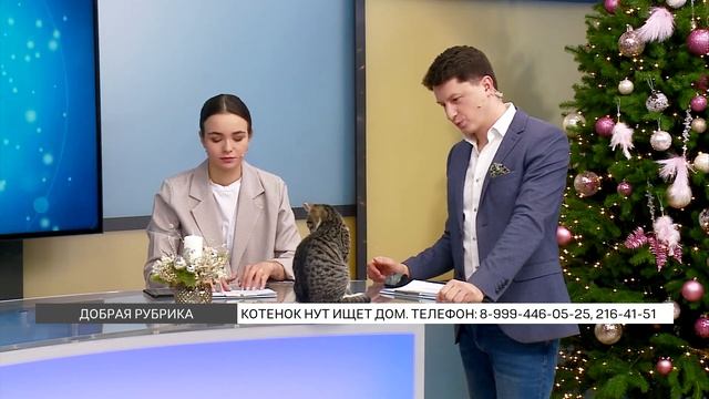«Добрая рубрика»: ищем дом игривому котёнку Нуту