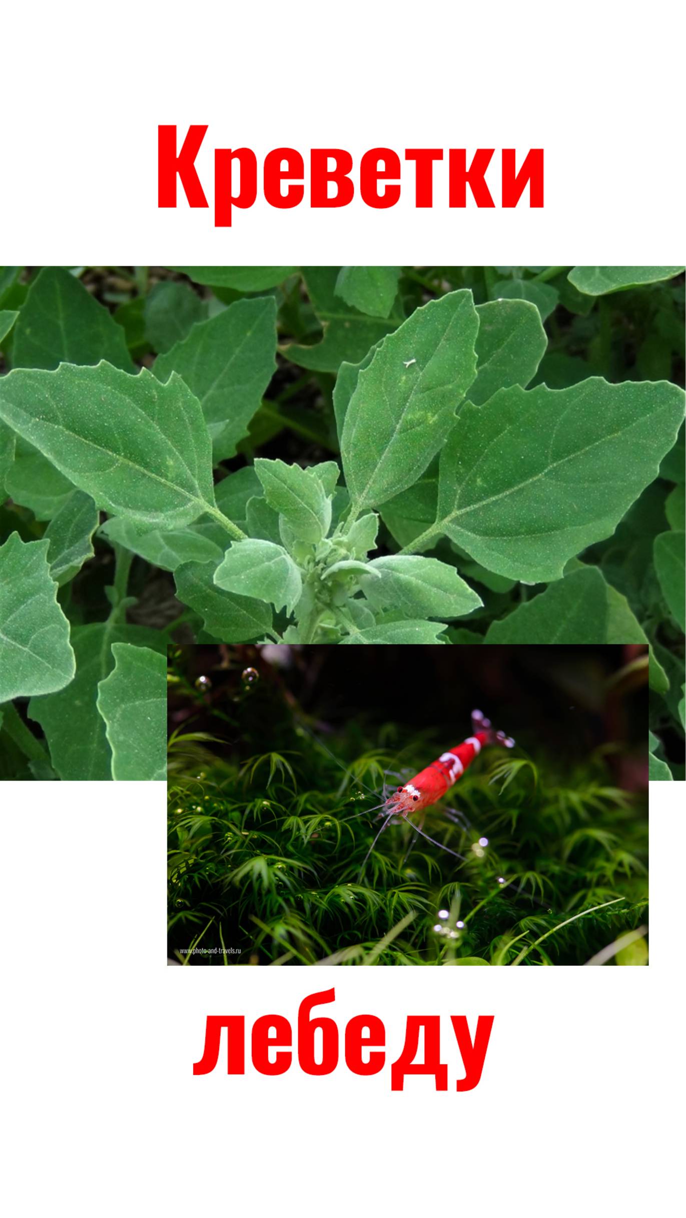 Едят ли аквариумные креветки лебеду? смотреть онлайн