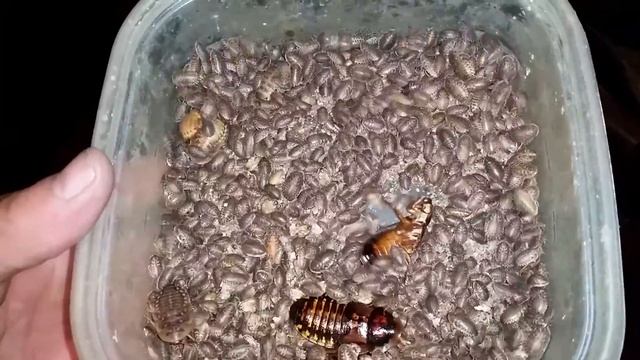Blaptica dubia feeder roach смотреть онлайн