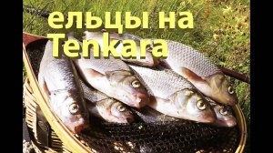 Ловля ельца на сухую мушку удилищем тенкара. /dry fly tenkara/ fly Parachute Adams
