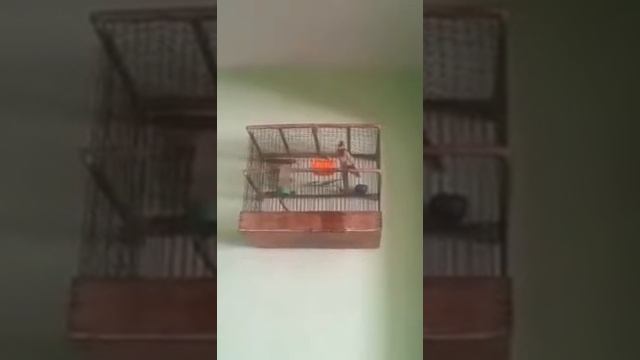 Щегол канибадам 2018 смотреть онлайн