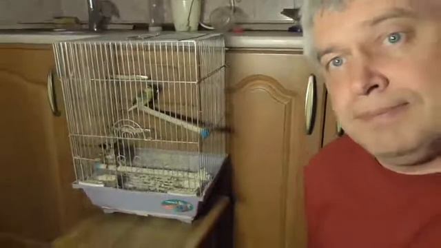 Новый щёгол в клетке