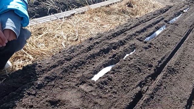 садим морковь на ленте смотреть онлайн