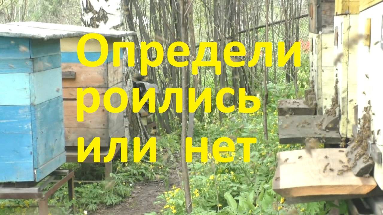 Как узнать что семья пчел отроилась смотреть онлайн