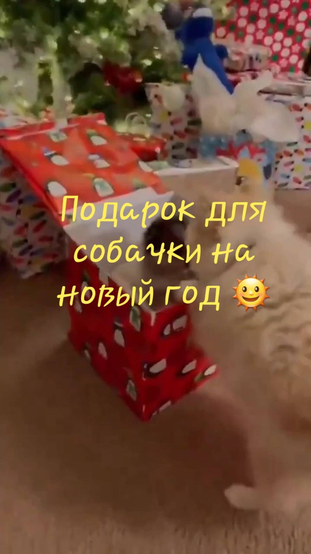 Подарок для собачки на новый год 🌞 смотреть онлайн