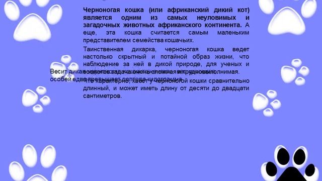 Необычные виды кошек смотреть онлайн