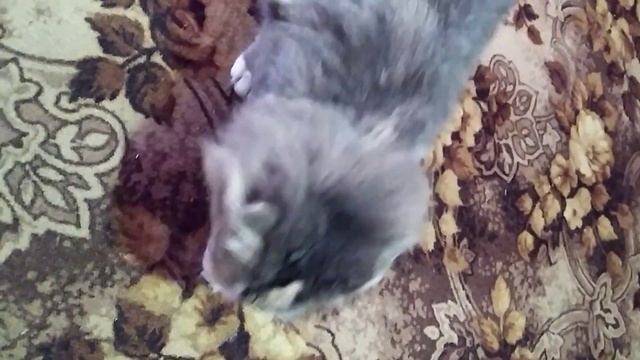 Майка куштує пюре з батата та лосося смотреть онлайн