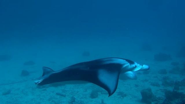 Scuba diving with manta rays - Bora Bora HD [1080p] смотреть онлайн