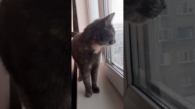 Весна23Кошка Веста 11м,выросла на улице,очень обострён инстинктсамовыживания#shorts#тигрица#ищетдом смотреть онлайн