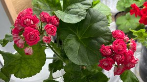 Обрезка и формировка пеларгоний. Готовимся к сезону!