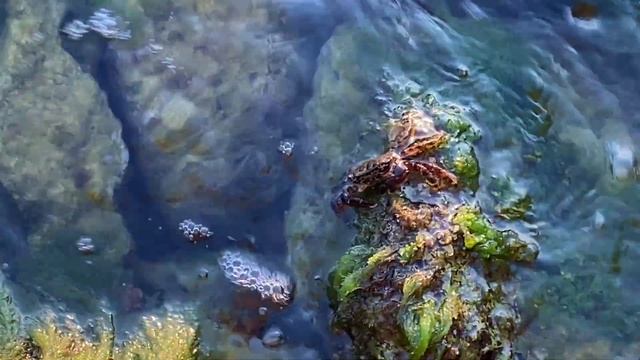 Краб держится 8-ю лапками за камень. Щиплет и кушает водоросли клешнями. Прозрачная вода #sea #crab смотреть онлайн