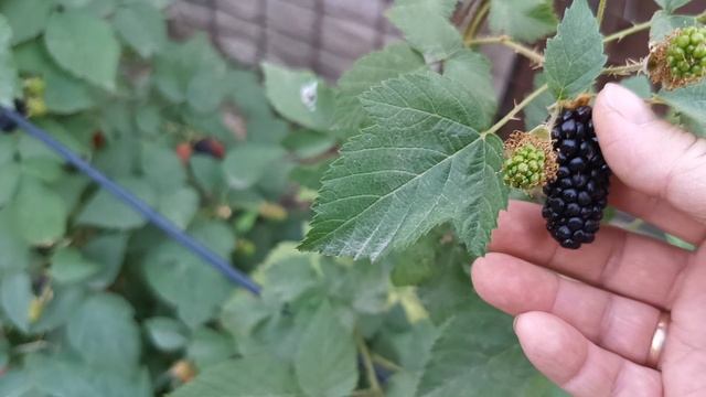 Ежевика Карака Блэк. 14.06.24 г. смотреть онлайн