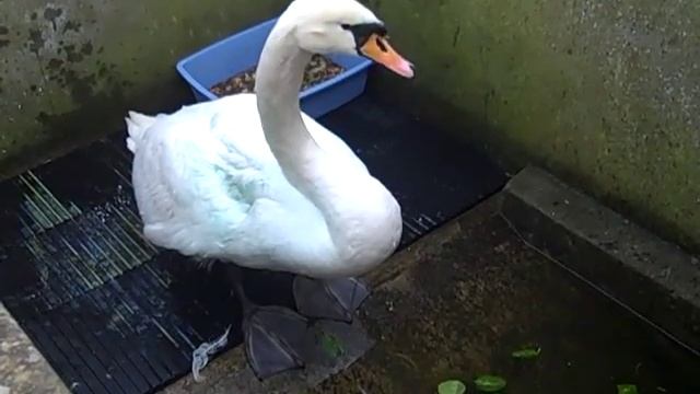 Dog tears flesh from swan in Aberdeen river attack смотреть онлайн
