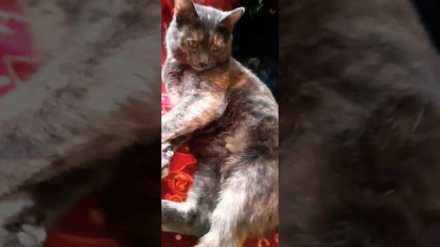 Сразу видно,кто в доме хозяин#коттот#кошкавеста#кот #смешныекоты#красивыекошки #добро#музыка смотреть онлайн