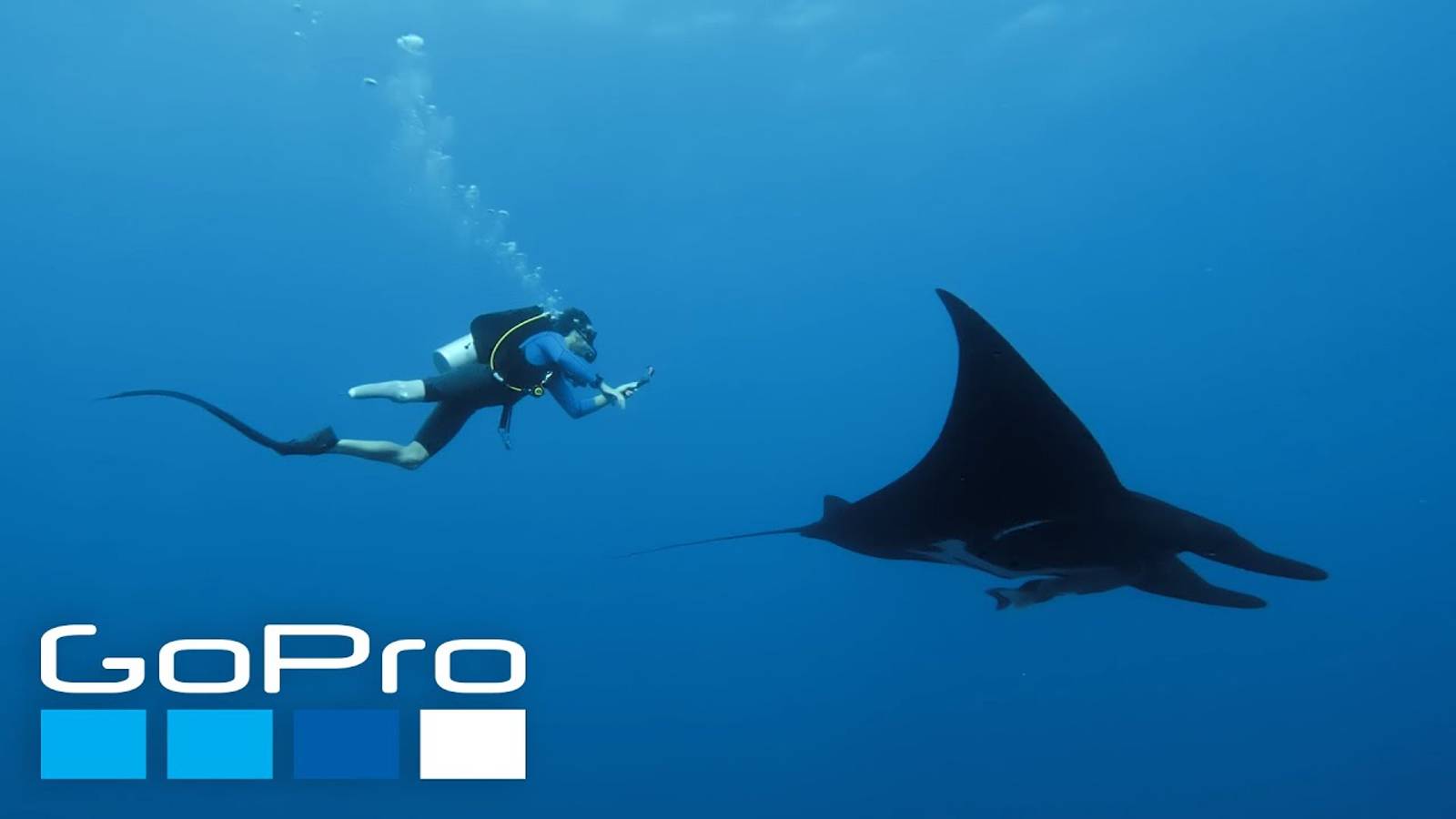 GoPro: Stunning Encounters With Sharks, Humpbacks, + Mantas