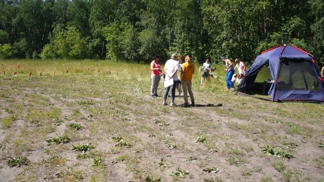 Выставка охотничьих собак в Новосибирске. Сосновый бор. 27-06-2015 Часть 3 смотреть онлайн