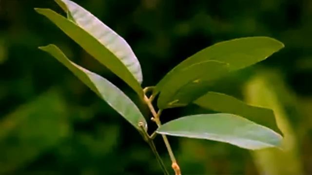 Рычаги машин - Ямайка / Jamaica