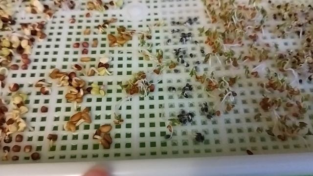 Микрозелень. Второй день с момента посева смотреть онлайн