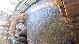 ПОРА ПУСКАТЬ ИХ ВСЕХ НА МЯСО ! ЭТОТ ДЕНЬ НАСТАЛ ! НО ЕСТЬ ПРОБЛЕМА ! ХУТОР В ЛЕСУ №553