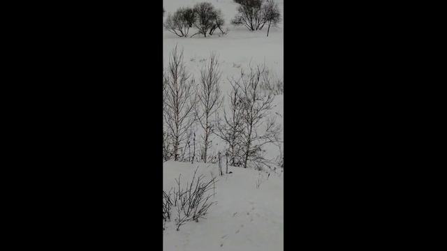 Природа родного края. смотреть онлайн