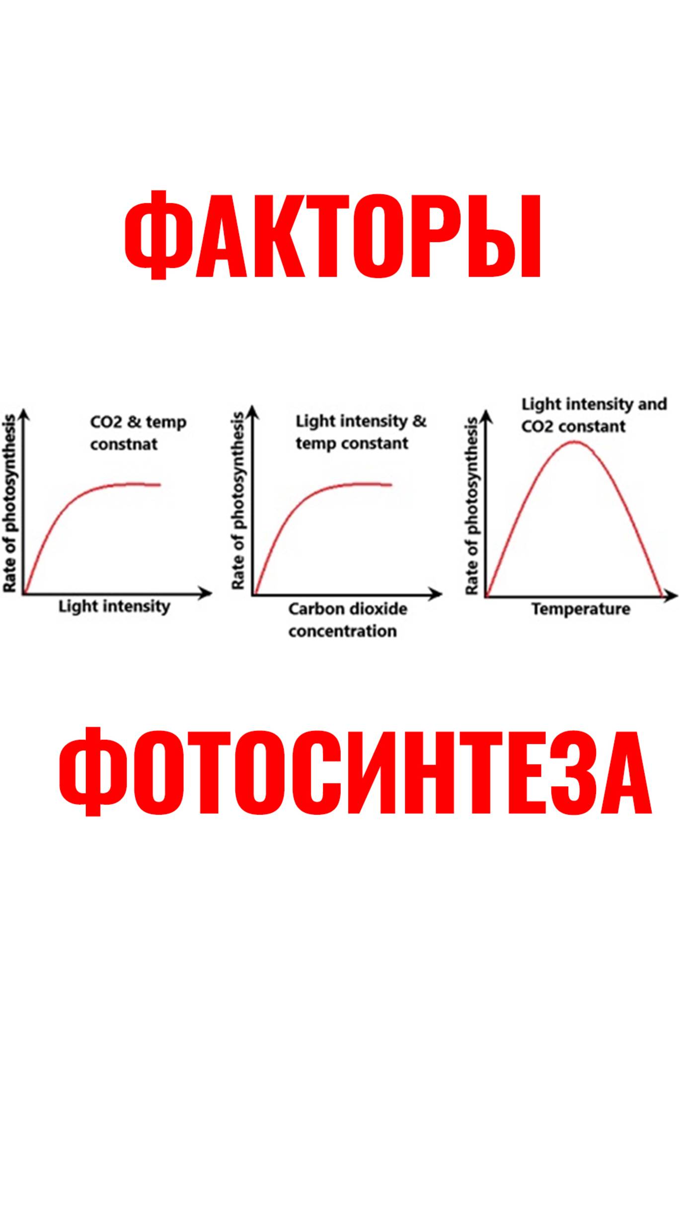 Какие факторы влияют на рост и здоровье аквариумных растений? #aquascape #aquarium #fishtank смотреть онлайн