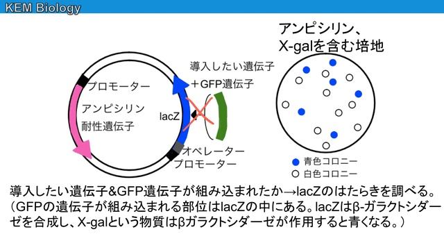 高校生物「ブルーホワイトセレクション」 смотреть онлайн