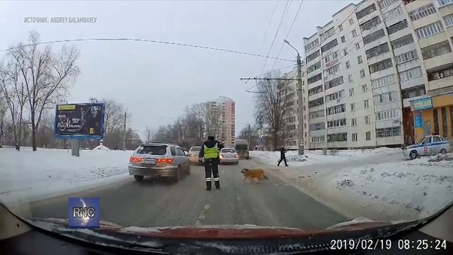 Полицейский помог хромой собаке перейти дорогу смотреть онлайн