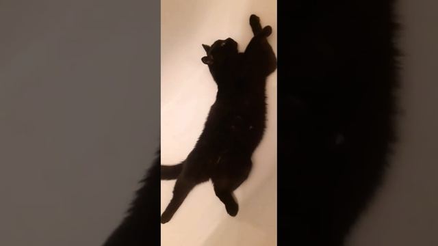 Орешки будешь кушать #жизнькота#чёрныйкот#мойкот#коттот#малышня#коты#смешныекоты#бетмен смотреть онлайн